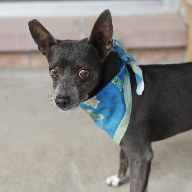 Shelter Stray Male Dog last seen Near BLOCK HEARNE, 4710 TX-151, San Antonio, TX 78227, USA