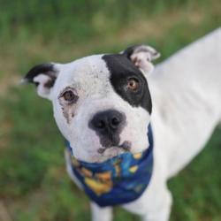 Shelter Stray Female Dog last seen Near BLOCK VILLAGE CREST, 4710 TX-151, San Antonio, TX 78227, USA