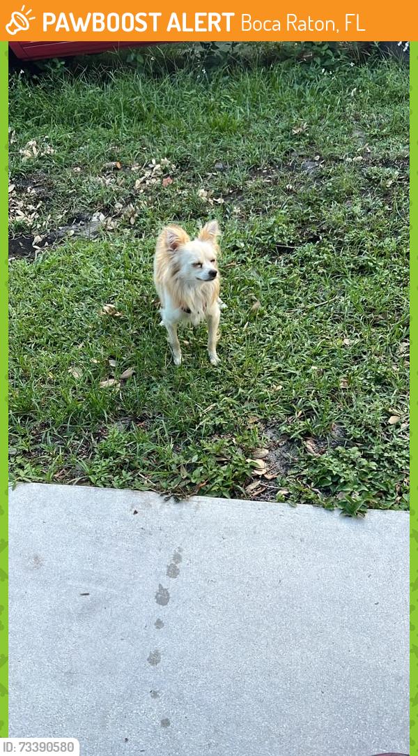 Lost Male Dog last seen Estados Unidos floridad, Boca Raton, FL 33428