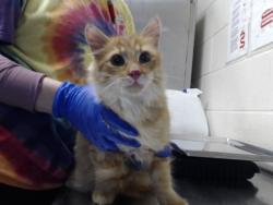 Shelter Stray Male Cat last seen Near WILKES RD, FAYETTEVILLE NC 28306, 4704 Corporation Dr, Fayetteville, NC 28306, USA