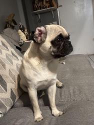 Lost Female Dog last seen Near holiday way, Oceanside, CA 92057