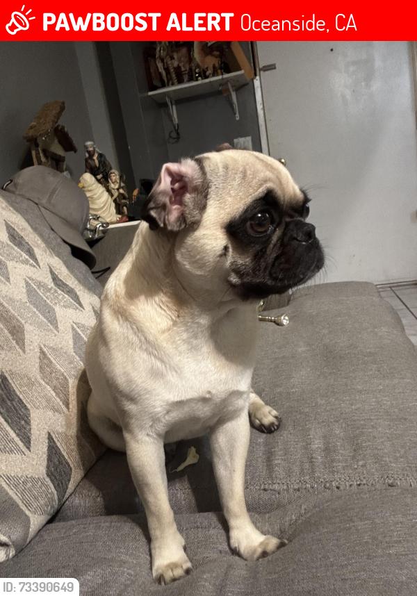 Lost Female Dog last seen Near holiday way, Oceanside, CA 92057