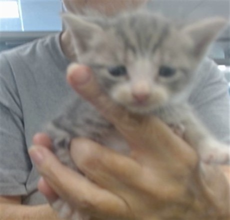 Shelter Stray Unknown Cat last seen NW 26TH ST/MERIDIAN, 2811 SE 29th St, Oklahoma City, OK 73129, USA