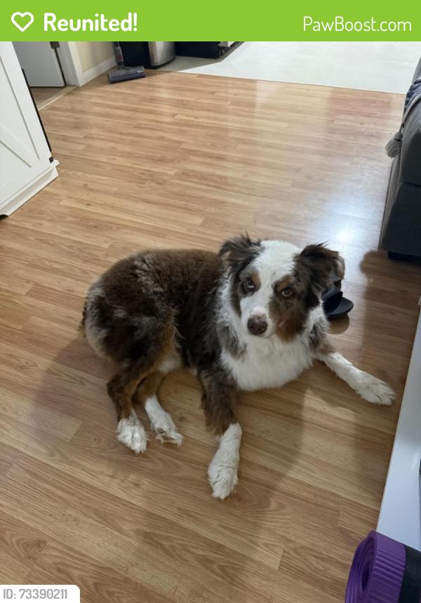 Reunited Male Dog last seen 11th st lake Elsinore, Lake Elsinore, CA 92532