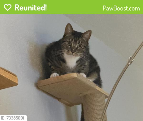 Reunited Female Cat last seen Cimmarron Ct, La Canada Dr, Cameron Park, CA 95682