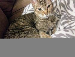 Lost Male Cat last seen Near Pattison Ave, Cheyenne, WY 82009