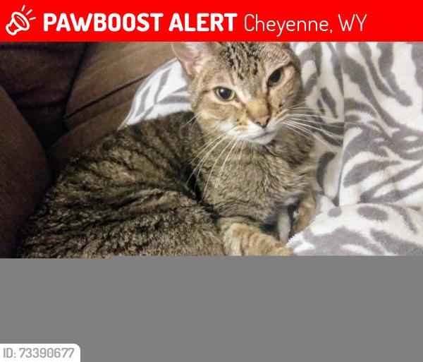 Lost Male Cat last seen Near Pattison Ave, Cheyenne, WY 82009