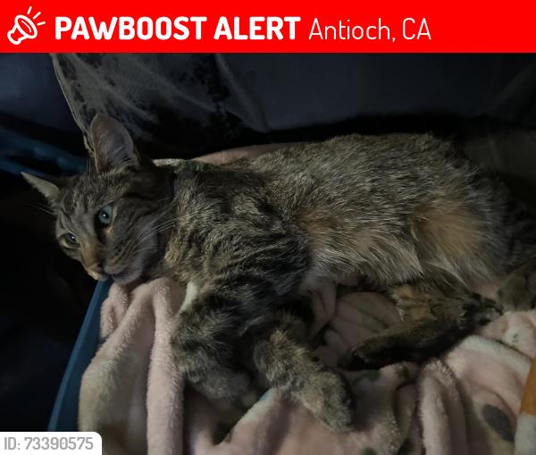 Lost Female Cat last seen Country Hills, Antioch, CA 94531