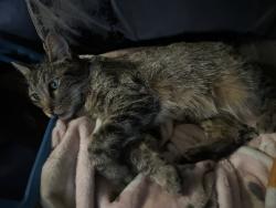 Lost Female Cat last seen Country Hills, Antioch, CA 94531