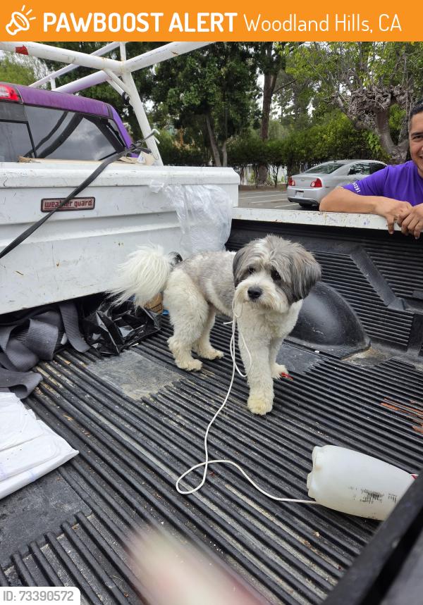 Found/Stray Male Dog last seen Woodland Park Mobile Estates/ Topanga Canyon blvd/ Top of Topanga, Woodland Hills, CA 91364