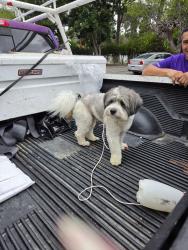 Found/Stray Male Dog last seen Woodland Park Mobile Estates/ Topanga Canyon blvd/ Top of Topanga, Woodland Hills, CA 91364