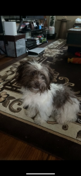 Found/Stray Male Dog last seen Saturn Dr and Mercury Dr, in front of Saturn Dr Baptist Church, Nashville, TN 37217