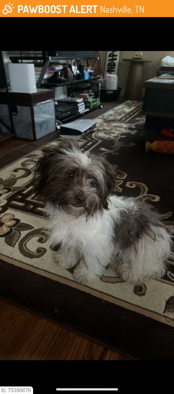 Found/Stray Male Dog last seen Saturn Dr and Mercury Dr, in front of Saturn Dr Baptist Church, Nashville, TN 37217