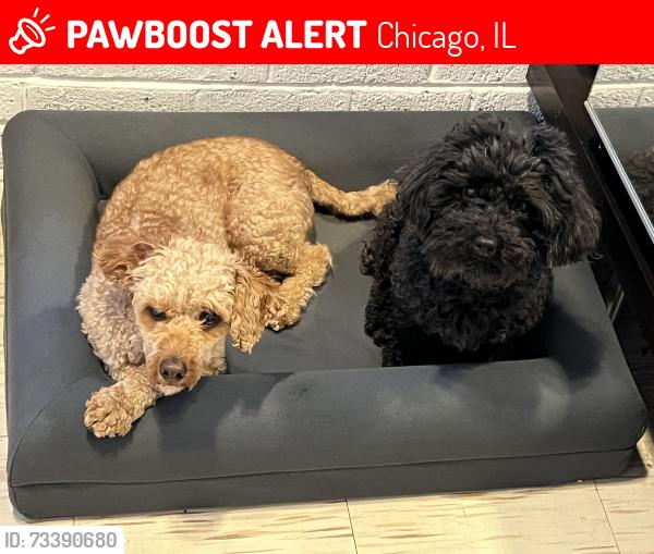 Lost Male Dog last seen Cumberland and Irving Park, Chicago, IL 60634