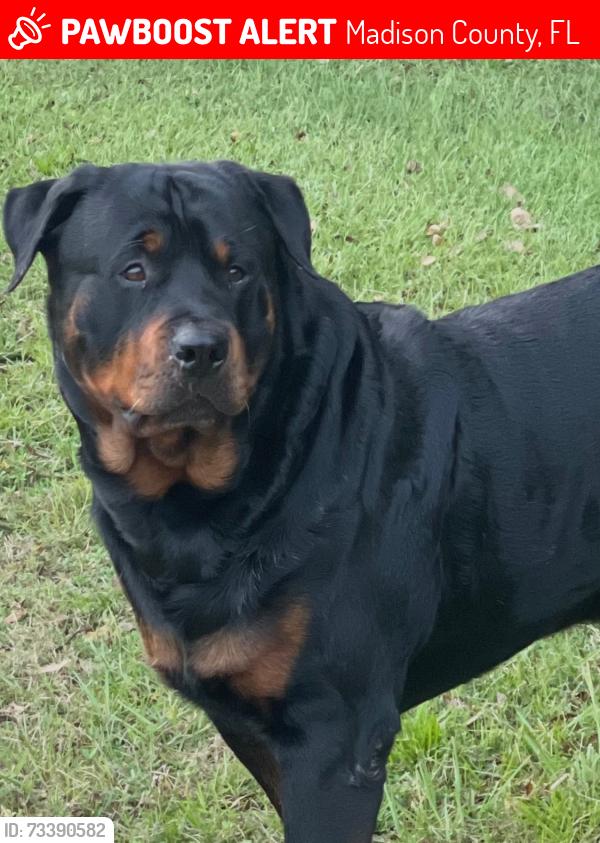 Lost Male Dog last seen NE Rocky Ford Rd and Madison Co public works/ roads dept, Madison County, FL 32350