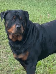 Lost Male Dog last seen NE Rocky Ford Rd and Madison Co public works/ roads dept, Madison County, FL 32350