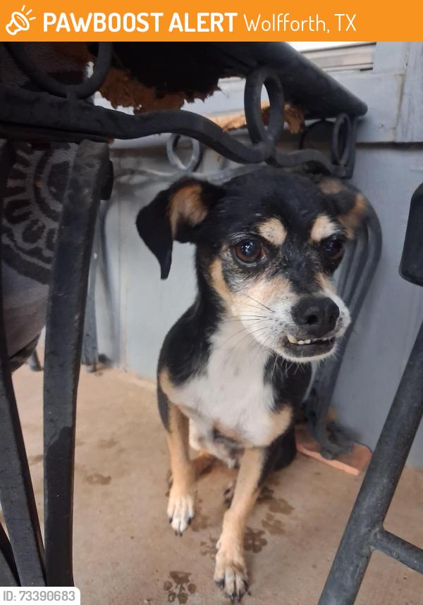 Found/Stray Male Dog last seen Bryan Avenue wolfforth, Wolfforth, TX 79382