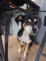 Found/Stray Male Dog last seen Bryan Avenue wolfforth, Wolfforth, TX 79382
