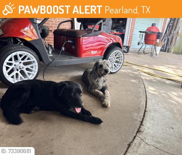 Found/Stray Male Dog last seen Near and Dixie Farm, Pearland, TX 77581