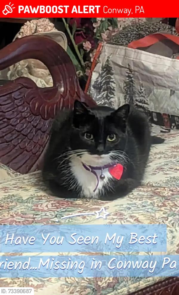 Lost Female Cat last seen 2nd ave and 14th st, Conway, PA 15027