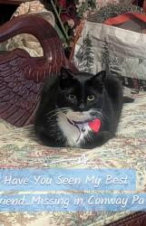Lost Female Cat last seen 2nd ave and 14th st, Conway, PA 15027