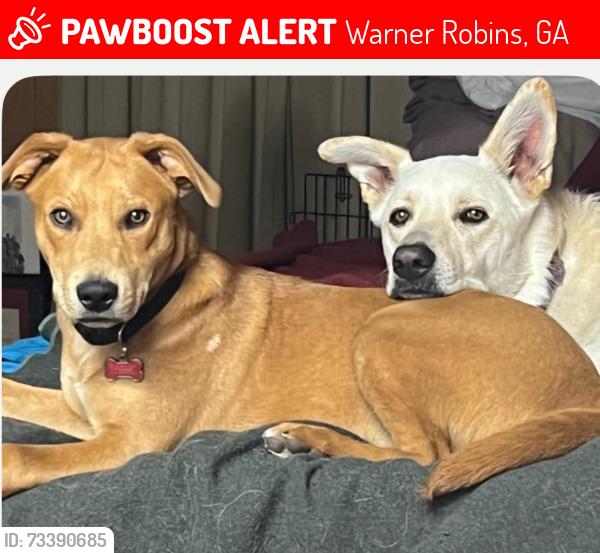 Lost Male Dog last seen Warner Robins Middle School, Warner Robins, GA 31088
