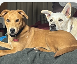 Lost Male Dog last seen Warner Robins Middle School, Warner Robins, GA 31088