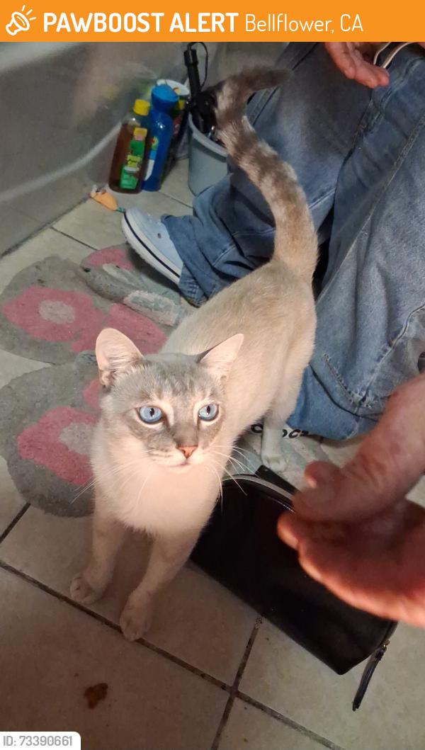 Found/Stray Male Cat last seen Artesia and lakewood blvrd bellflower california, Bellflower, CA 90706