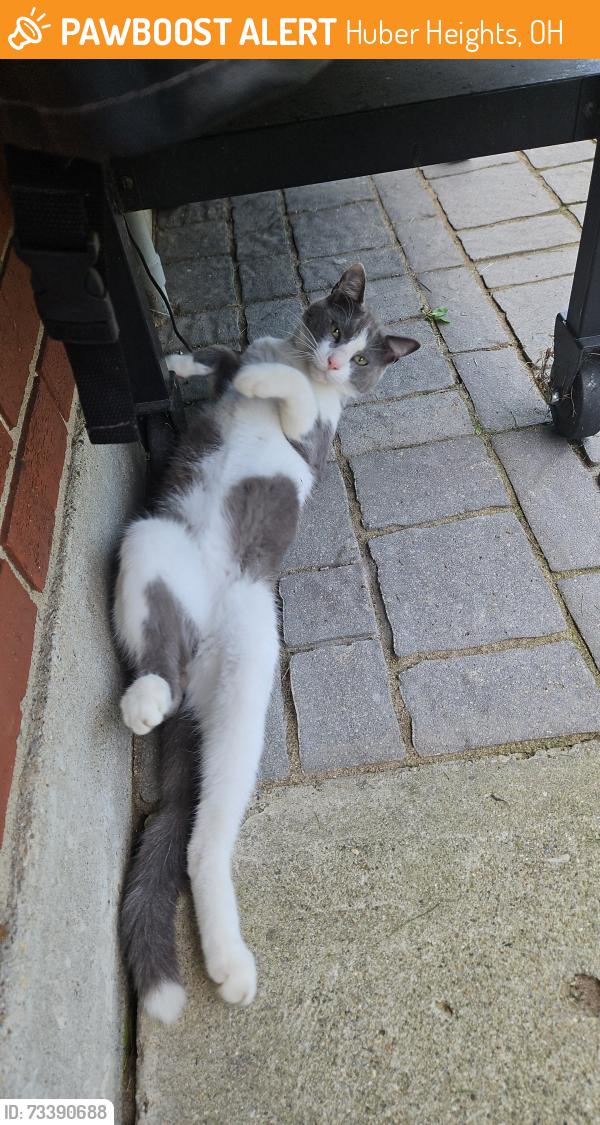 Found/Stray Male Cat last seen Old Troy Pike, Huber Heights, OH 45424