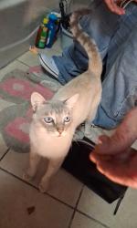 Found/Stray Male Cat last seen Artesia and lakewood blvrd bellflower california, Bellflower, CA 90706