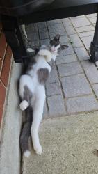 Found/Stray Male Cat last seen Old Troy Pike, Huber Heights, OH 45424