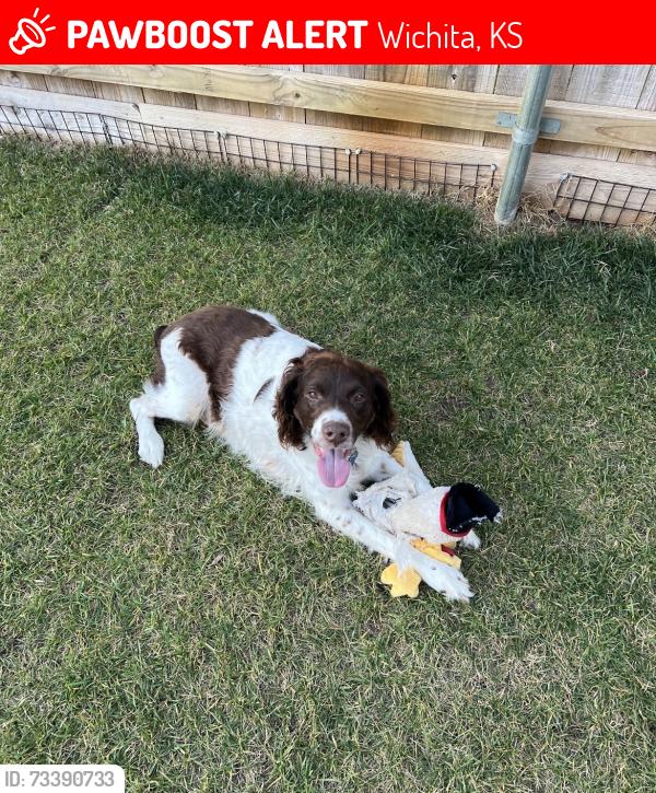 Lost Male Dog last seen Near south sycamore Avenue, Wichita, KS 67217
