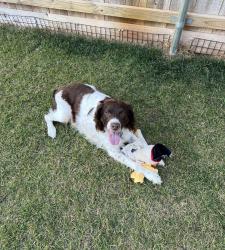 Lost Male Dog last seen Near south sycamore Avenue, Wichita, KS 67217