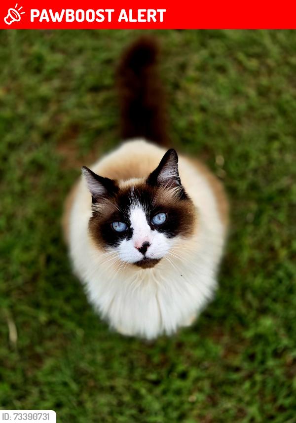 Lost Male Cat last seen Farrs bridge rd, Greenville County, SC 29617