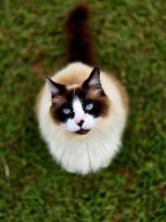 Lost Male Cat last seen Farrs bridge rd, Greenville County, SC 29617