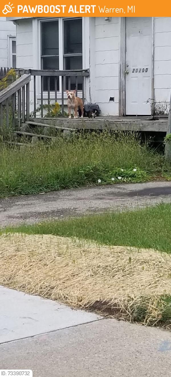 Found/Stray Unknown Dog last seen 8 mile and dequindre, Warren, MI 48071