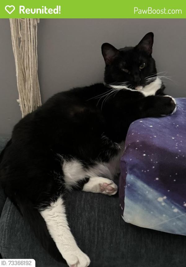 Reunited Female Cat last seen Boynton dr., Ringgold, GA 30736