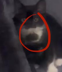 Lost Male Cat last seen The hamlet hotel, Navarre, FL 32566