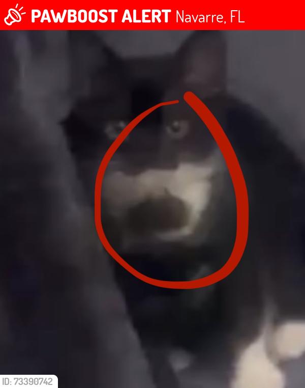 Lost Male Cat last seen The hamlet hotel, Navarre, FL 32566