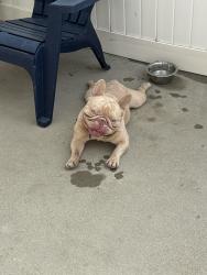Reunited Male Dog last seen haskell avenue, Los Angeles, CA 91344