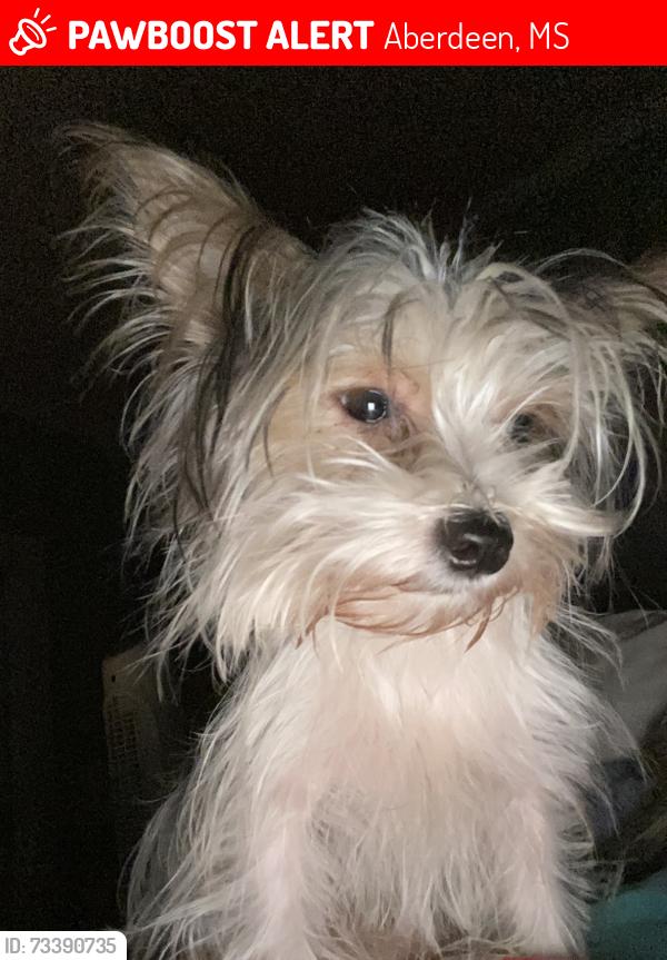 Lost Male Dog last seen High St & Hickory Ave, Aberdeen, MS 39730