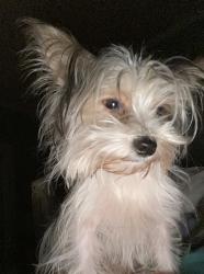 Lost Male Dog last seen High St & Hickory Ave, Aberdeen, MS 39730