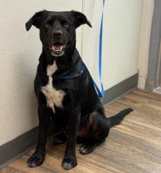 Shelter Stray Male Dog last seen 25th Street, San Diego, CA, 92102, 5500 Gaines St, San Diego, CA 92110, USA