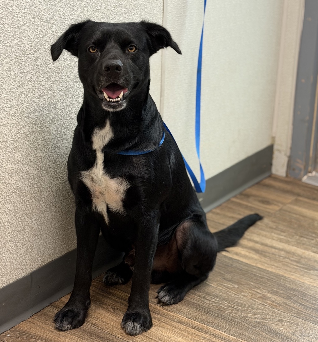 Shelter Stray Male Dog last seen 25th Street, San Diego, CA, 92102, 5500 Gaines St, San Diego, CA 92110, USA