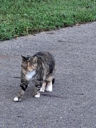 Found/Stray Female Cat last seen Centre ave and lovers lane, Portage, MI 49002