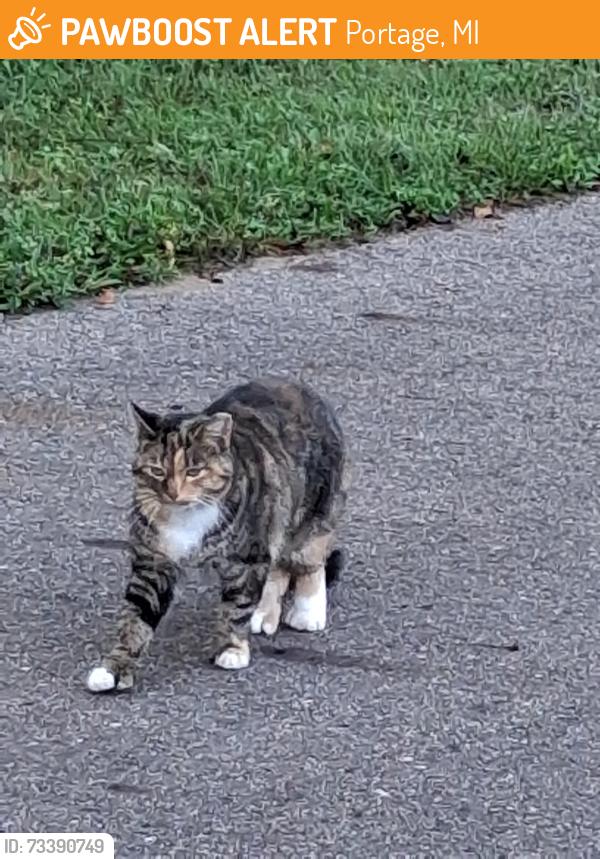 Found/Stray Female Cat last seen Centre ave and lovers lane, Portage, MI 49002