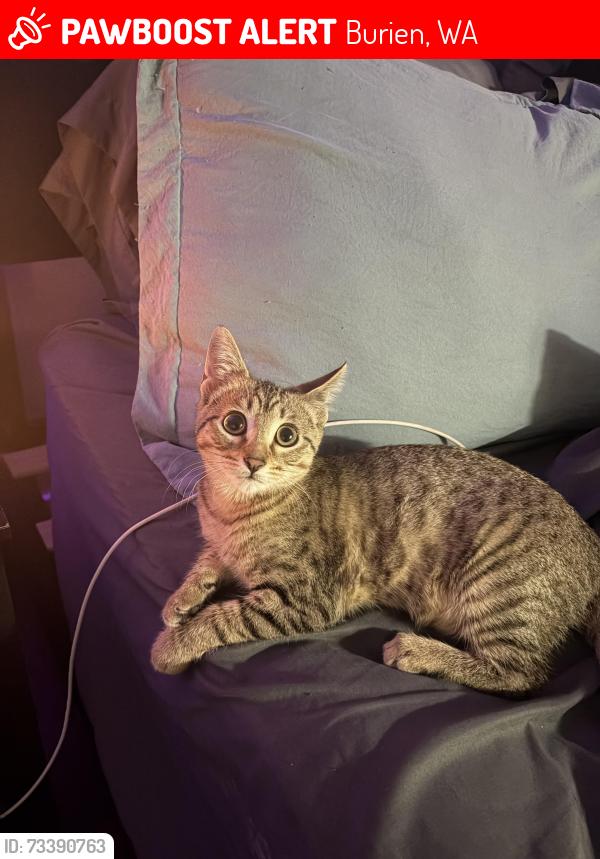 Lost Female Cat last seen 150th st, Burien, WA 98166