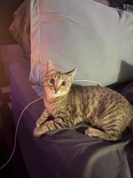 Lost Female Cat last seen 150th st, Burien, WA 98166