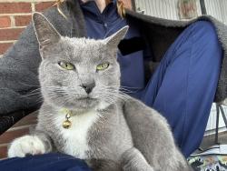 Lost Female Cat last seen Winsray, Cincinnati, OH 45224