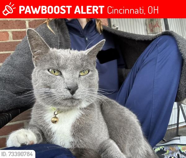 Lost Female Cat last seen Winsray, Cincinnati, OH 45224